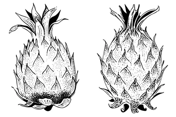 Pitaya Disegno Inchiostro Disegnato Mano Frutta Del Drago Incisione Stile — Vettoriale Stock