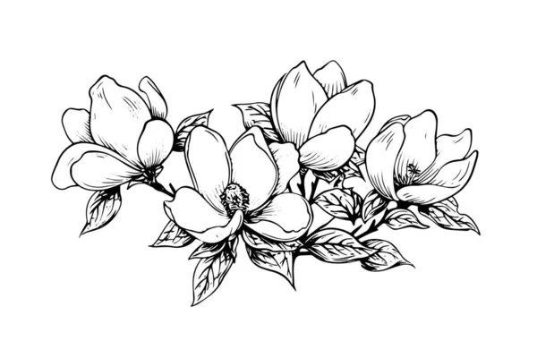 Handgezeichnete Skizze Mit Magnolienblütentinte Stilvektorillustration Zum Gravieren — Stockvektor