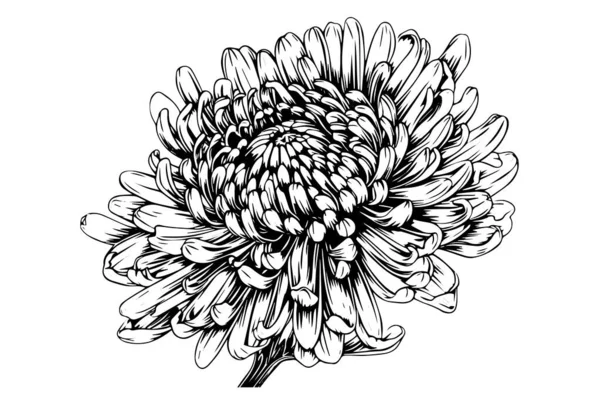 Hand Drawn Ink Sketch Chrysanthemum Vector Illustration Engraving Vintage Style — Stock Vector