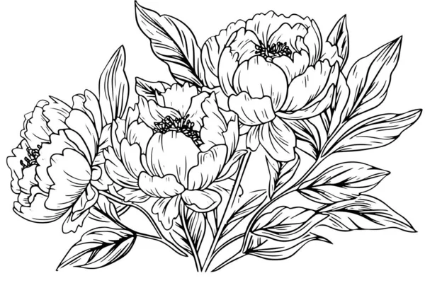 Peônia Flor Folhas Desenho Ilustração Tinta Gravada Desenhada Mão Vetorial — Vetor de Stock