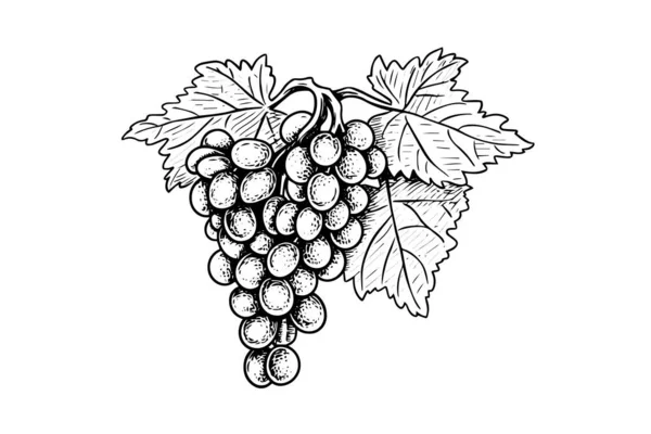Ручной Чернильный Набросок Винограда Ветке Векторная Иллюстрация Стиля Гравировки — стоковый вектор