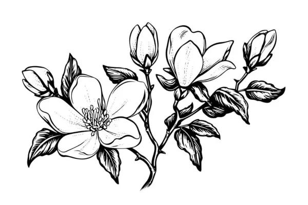 Sketsa Tinta Bunga Magnolia Buatan Tangan Ilustrasi Vektor Gaya Ukiran - Stok Vektor
