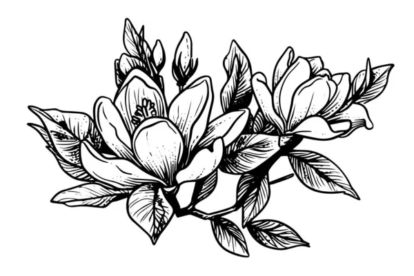 Disegnato Mano Magnolia Disegno Inchiostro Fiore Illustrazione Vettoriale Stile Incisione — Vettoriale Stock