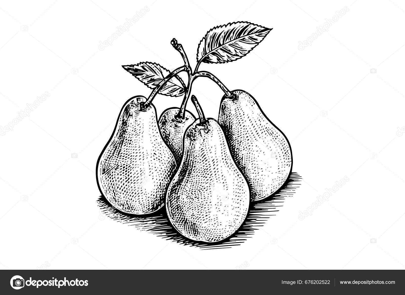 Set Pears Ink Sketch Isolated White Background Hand Drawn Vector Stock ...