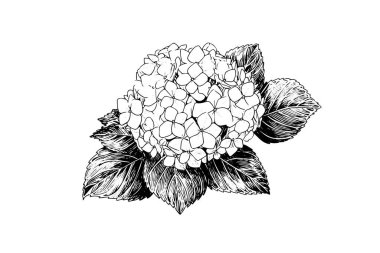 El çizimi mürekkep çizimi, ortanca çiçeği. İşleme biçiminde vektör illüstrasyonu