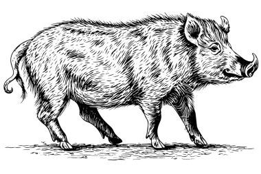 Yaban domuzu veya yaban domuzu mürekkep çizimi, klasik oymalı stil illüstrasyon