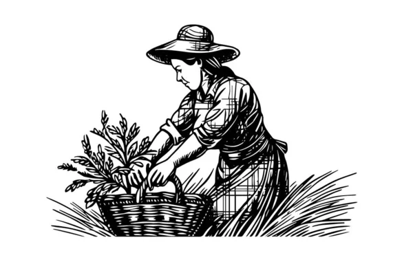 Een Vrouwelijke Boer Oogst Het Veld Graveerstijl Tekening Inkt Schets — Stockvector