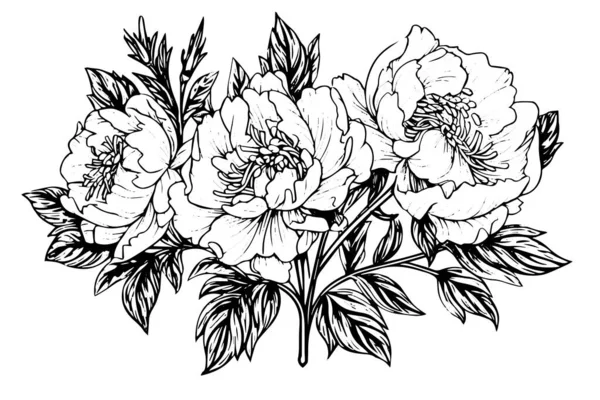 Pfingstrose Blume Und Blätter Zeichnung Vektor Handgezeichnete Illustration Mit Gestochener — Stockvektor