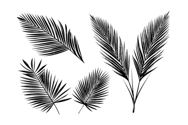 エキゾチックな熱帯の葉の手描きベクター 植物の葉はインクアートを刻みました — ストックベクタ