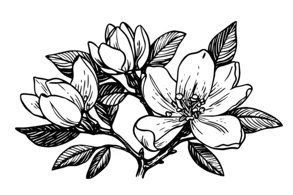 Handgezeichnete Skizze Mit Magnolienblütentinte Stilvektorillustration Zum Gravieren — Stockvektor