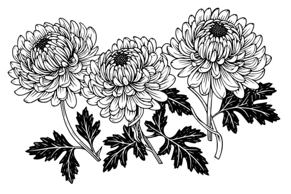 菊の手描きインクスケッチ ヴィンテージスタイルの彫刻におけるベクトルイラスト — ストックベクタ