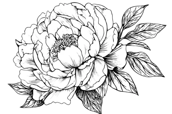 Gyöngyvirág Levelek Rajzolása Vektor Kézzel Rajzolt Vésett Tinta Illusztráció — Stock Vector