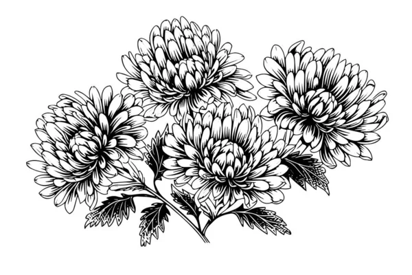 Croquis Encre Dessinée Main Chrysanthème Illustration Vectorielle Gravure Style Vintage — Image vectorielle