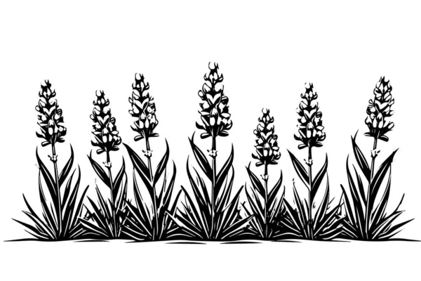 Blommig Botanisk Lavendel Blomma Hand Dras Bläck Skiss Vektorgravyr Illustration — Stock vektor