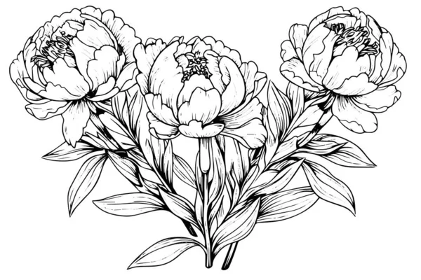 Peonía Flor Hojas Dibujo Vector Dibujado Mano Tinta Grabada Ilustración — Archivo Imágenes Vectoriales