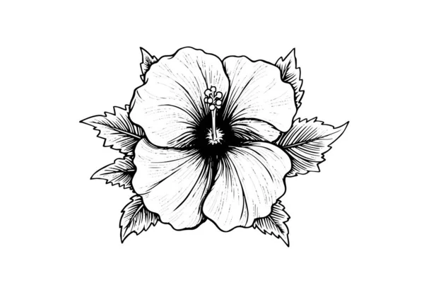 Hibiscus Fleurit Dans Style Vintage Gravé Gravé Sur Bois Illustration — Image vectorielle