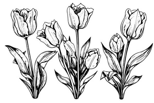 手绘郁金香枝条的艺术 花在白色的背景上被隔离 古董矢量图解 — 图库矢量图片