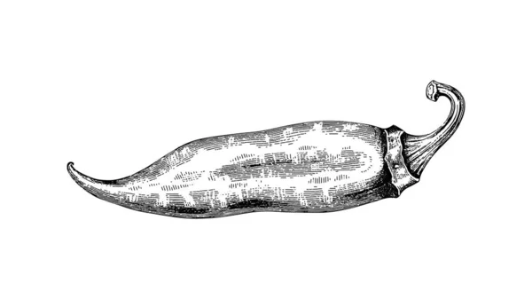 Ручная Гравировка Стиле Перца Чили Иллюстрация Винтажное Штриховое Векторное Черное — стоковый вектор