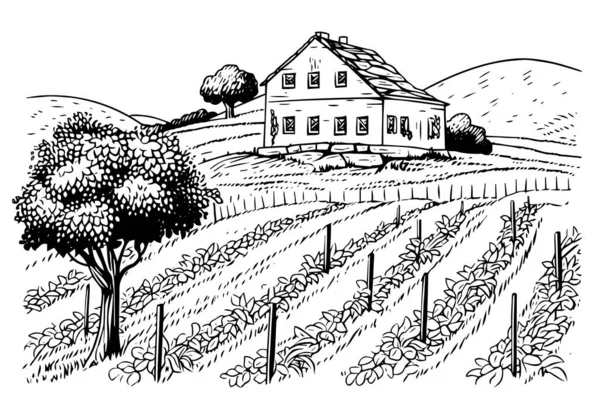 Ландшафтный Стиль Гравировки Виноградников Винтажная Векторная Иллюстрация Ручной Работы — стоковый вектор
