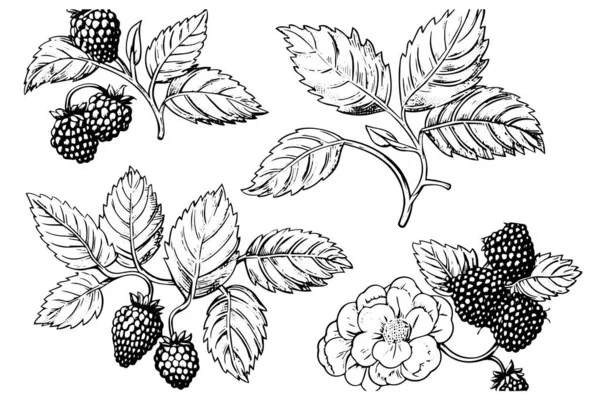 黑莓或覆盆子手绘油墨草图 雕刻家风格矢量插图 — 图库矢量图片