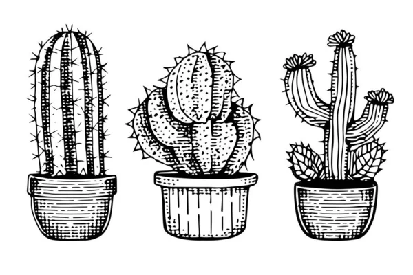 Uppsättning Kaktus Gravyr Stil Vektor Illustration Kaktus Handritade Skiss Imitation — Stock vektor