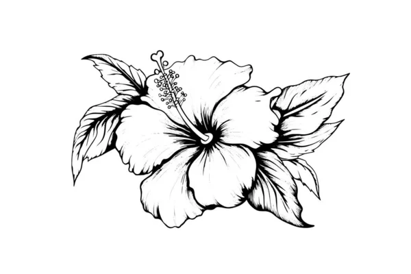 Hibiscus Drawing PNG Transparent Images Free Download | Vector Files |  Pngtree-saigonsouth.com.vn