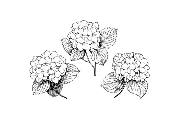Kézzel Rajzolt Tinta Vázlat Hortenzia Virágok Vektor Illusztráció Gravírozási Stílusban — Stock Vector