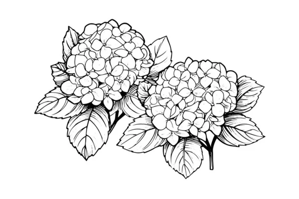 Hand Drawn Ink Sketch Hydrangea Flowers Vector Illustration Engraving Style — Stock Vector