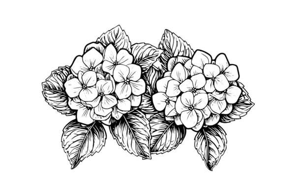 Met Hand Getekende Inkttekening Hortensia Bloemen Vector Illustratie Graveerstijl — Stockvector