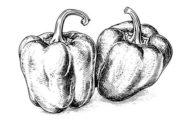 Illustration Vectorielle Dessinée Main Poivre Paprika Style Gravure — Image vectorielle