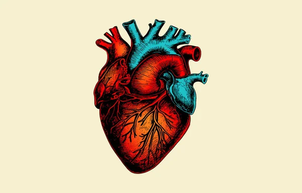 Human Anatomically Colorful Heart Hand Drawn Line Art Flash Tattoo — Stock Vector