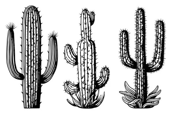 Készlete Kaktusz Gravírozás Stílus Vektor Illusztráció Kaktusz Kézzel Rajzolt Vázlat — Stock Vector