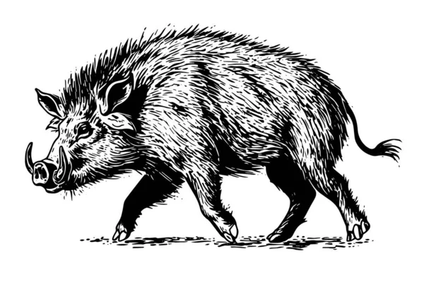 Wildschwein Oder Wildschwein Zeichnung Tusche Skizze Vintage Stil Vektor Illustration — Stockvektor