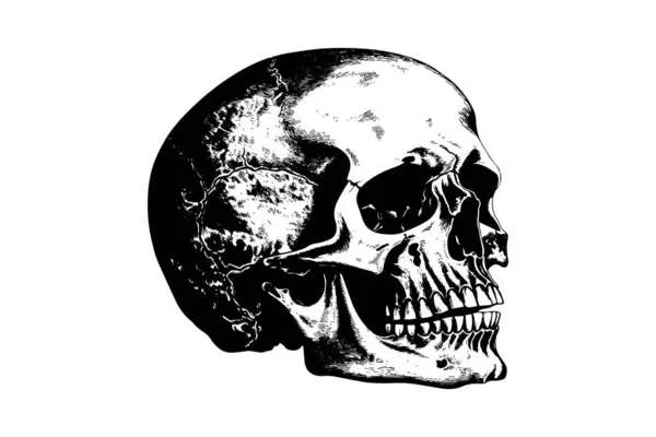 Schizzo Del Cranio Umano Disegnato Mano Stile Xilografico Illustrazione Schizzo — Vettoriale Stock