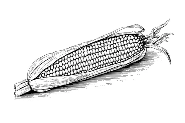 Kukuřice Ruční Kreslení Skica Vintage Rytí Vektorové Ilustrace — Stockový vektor