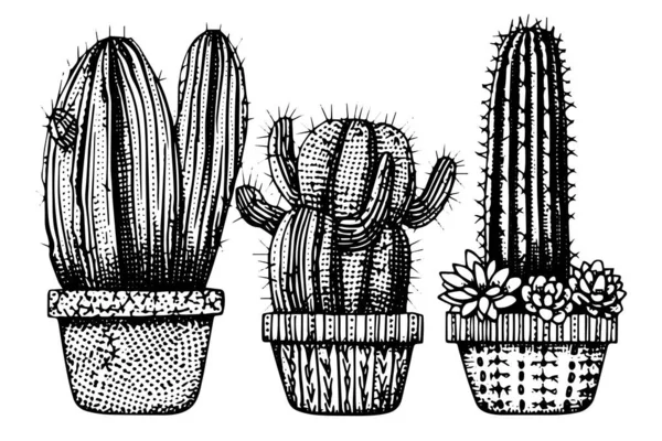 Zestaw Kaktusów Stylu Grawerowania Wektor Ilustracji Kaktus Ręcznie Rysowane Imitacja — Wektor stockowy