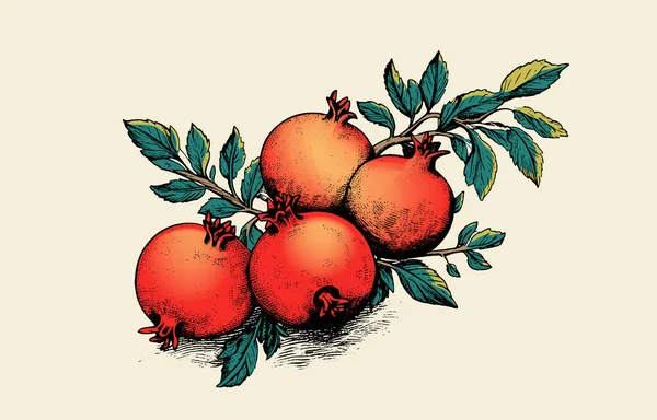 Granatapfel Vektorskizze Handgezeichnete Illustration Tropischer Früchte Gravierte Sommerfrucht — Stockvektor