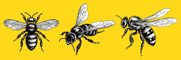 Vector Set Engraving Hand Drawn Pack Illustration Honey Bee Yellow — Stock Vector