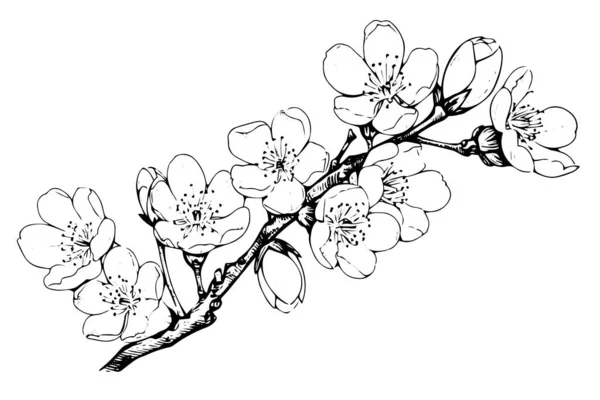 Bosque Tinta Dibujada Mano Flor Cerezo Sakura Estilo Grabado Ilustración — Archivo Imágenes Vectoriales