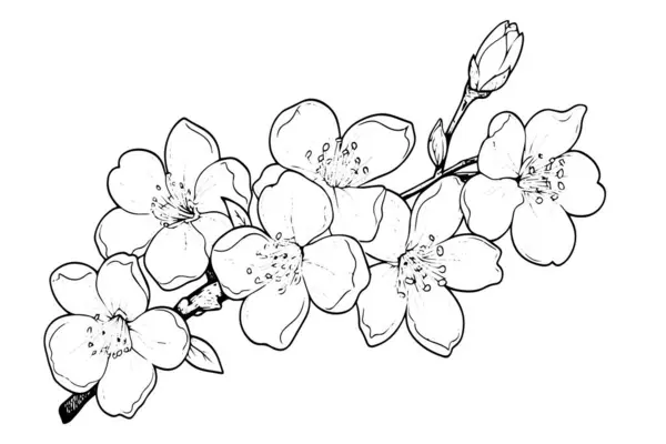 Schizzo Inchiostro Disegnato Mano Fiore Ciliegio Sakura Stile Incisione Illustrazione — Vettoriale Stock