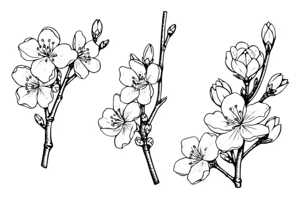 Bosque Tinta Dibujada Mano Flor Cerezo Sakura Estilo Grabado Ilustración — Vector de stock