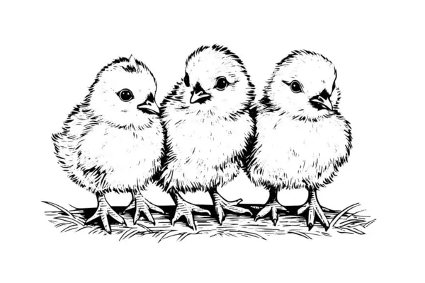 可爱的小鸡手绘水墨画 雕刻风格回溯矢量插图 — 图库矢量图片
