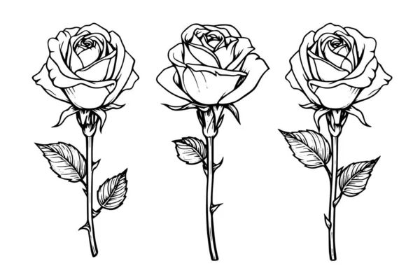 Conjunto Rosa Flor Dibujado Mano Boceto Tinta Grabado Estilo Vector Ilustración De Stock