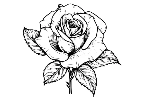 Růžová Květinová Ručně Kreslená Kresba Obrázek Vektoru Stylu Gravírování Royalty Free Stock Ilustrace