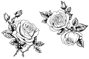 Gül çiçekli el çizilmiş mürekkep çizimi. İşleme biçimi vektör illüstrasyonu