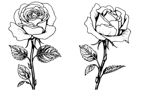 Conjunto Rosa Flor Dibujado Mano Boceto Tinta Grabado Estilo Vector Vector De Stock