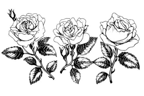 Conjunto Rosa Flor Dibujado Mano Boceto Tinta Grabado Estilo Vector Gráficos Vectoriales