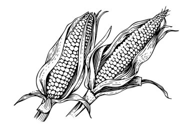 Vintage Corn Illustration: Hand-Drawn Woodcut Vector Sketch of Maize Ear clipart