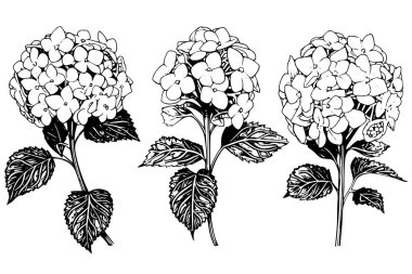 Vintage Hand-Drawn Hydrangea Vector Illustration: Sketch of Hortensia Flower, Floral Design clipart