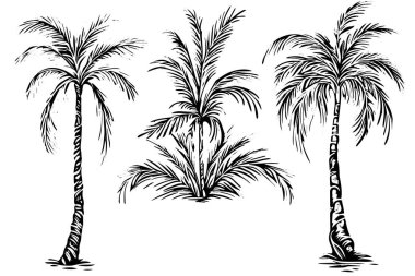Vintage Hand-Drawn Palm Tree Sketch Vector Illustration: Retro Tropical Coconut Trees
